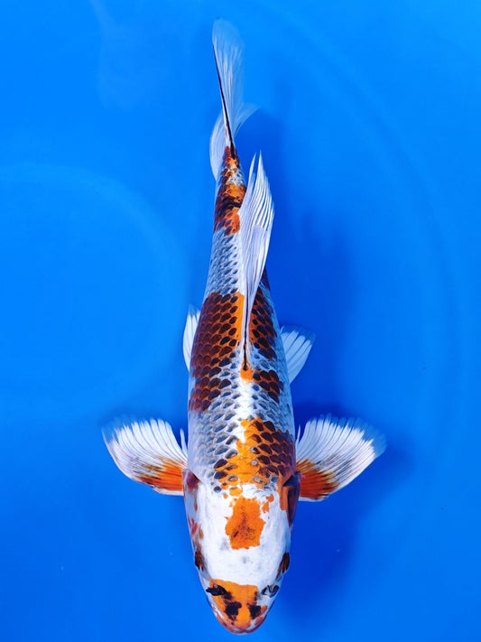 Koi fish for sale — 52 cm Suda Kujaku Long Fin at ChampKoi