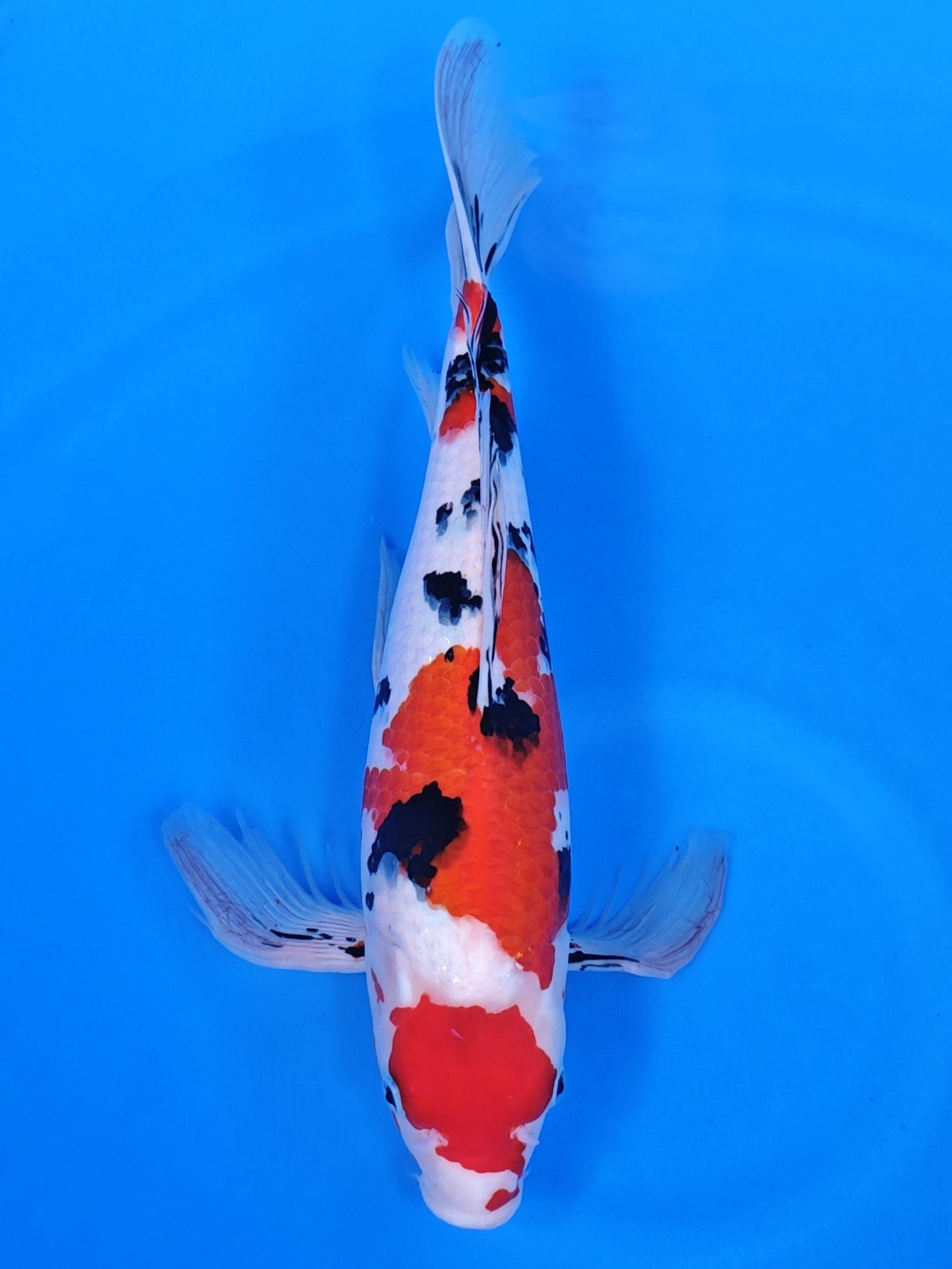 Koi fish for sale — 52 cm Suda Sanke Long Fin at ChampKoi