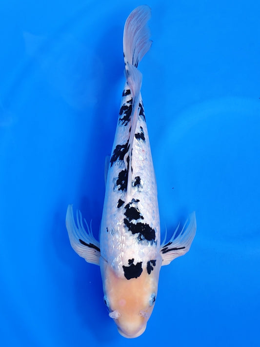 Koi fish for sale — 47 cm Suda Ginrin Bekko Longfin at ChampKoi
