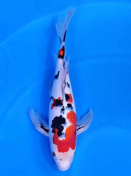 Koi fish for sale — 52 cm Suda Sanke Long Fin at ChampKoi