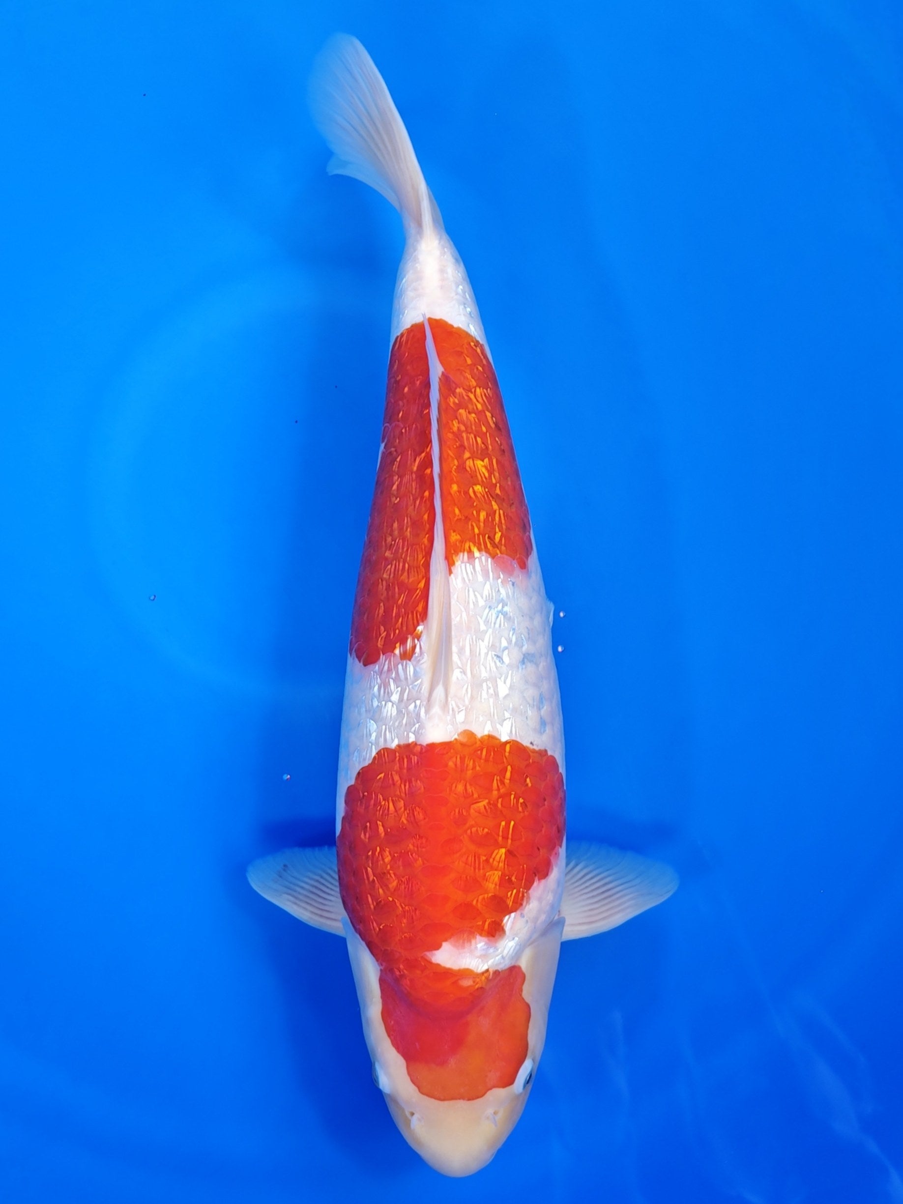 Koi fish for sale — 51 cm Torazo Ginrin Kohaku at ChampKoi