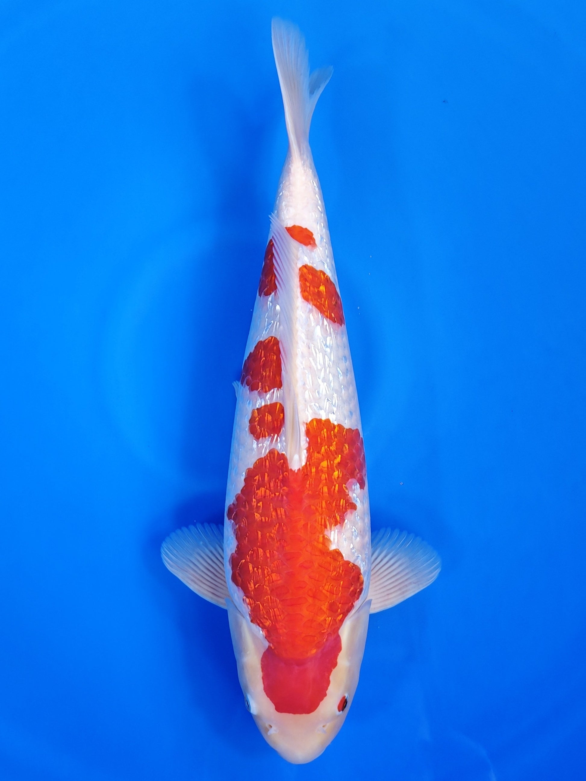 Koi fish for sale — 50 cm Torazo Ginrin Kohaku at ChampKoi