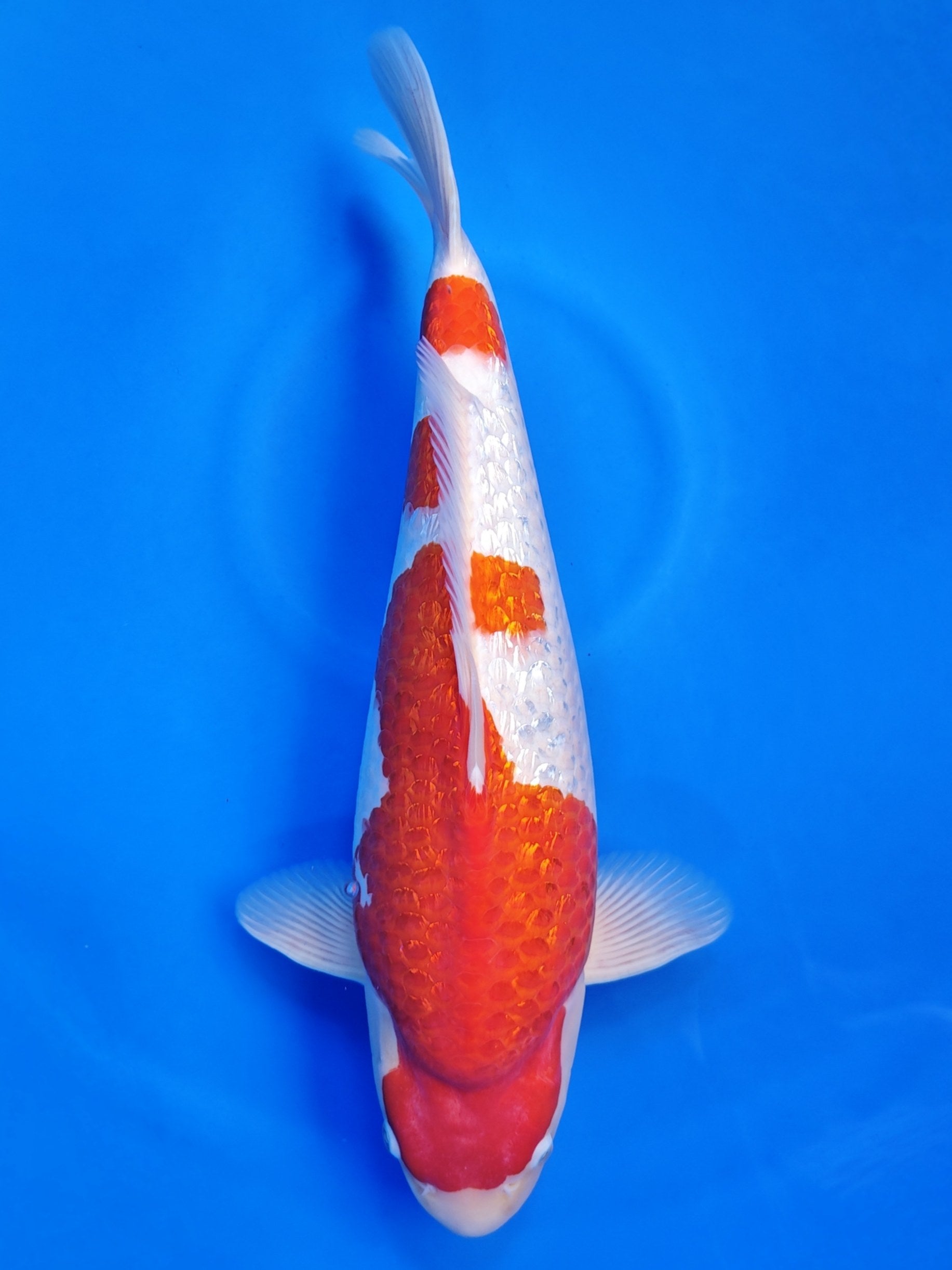 Koi fish for sale — 50 cm Torazo Ginrin Kohaku at ChampKoi