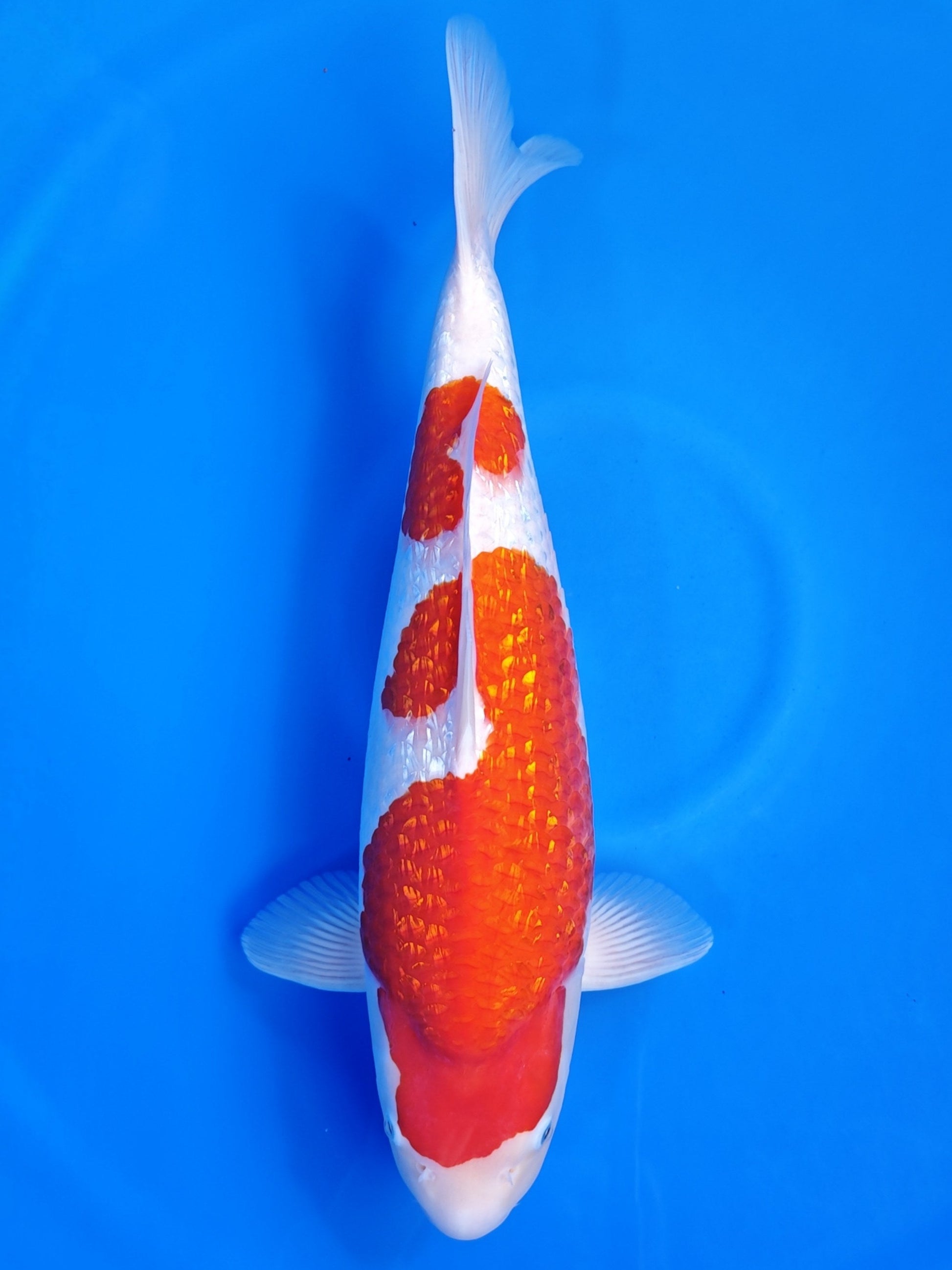 Koi fish for sale — 48 cm Torazo Ginrin Kohaku at ChampKoi