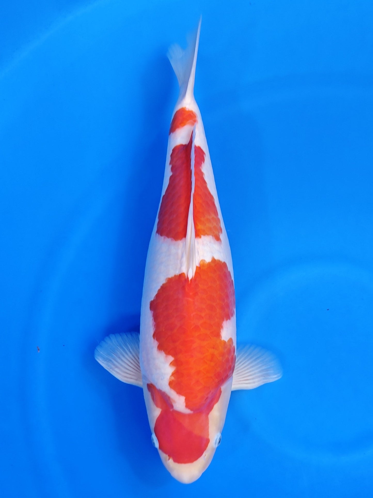 Koi fish for sale — 48 cm Torazo Ginrin Kohaku at ChampKoi
