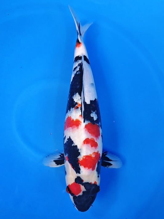 Koi fish for sale — 52 cm Hiroi Showa at ChampKoi