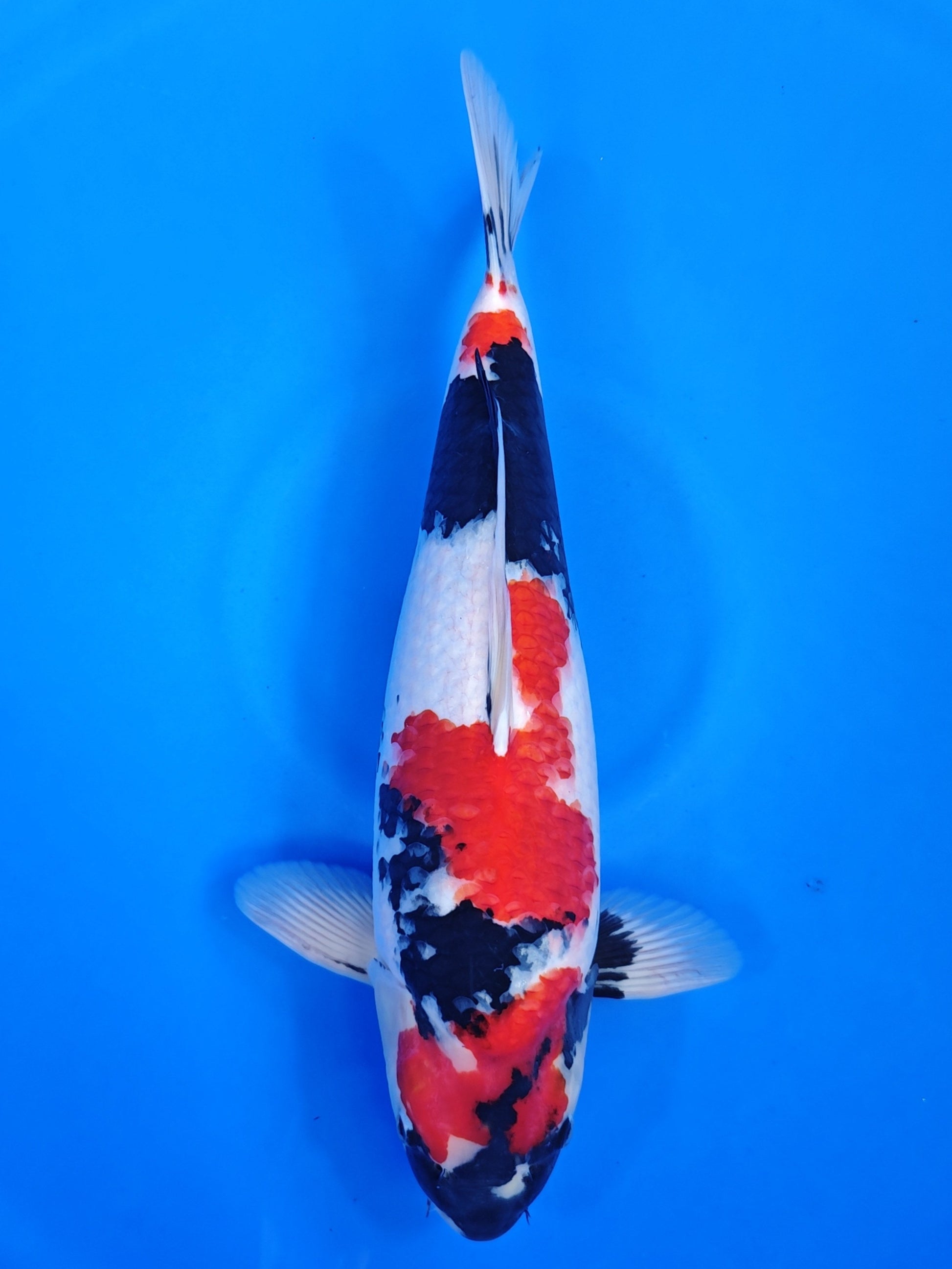 Koi fish for sale — 52 cm Hiroi Showa at ChampKoi