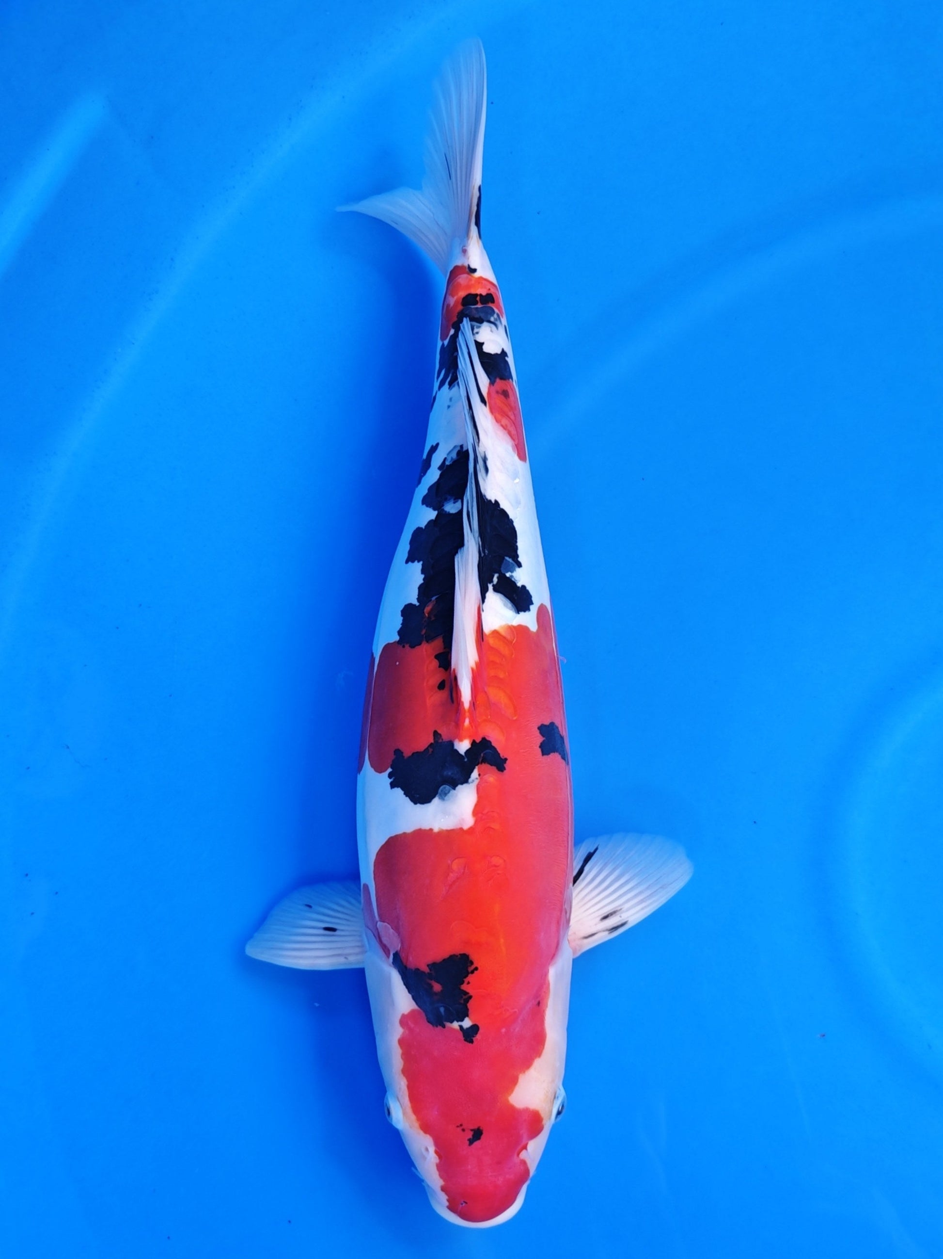 Koi fish for sale — 50 cm Hiroi Doitsu Sanke at ChampKoi