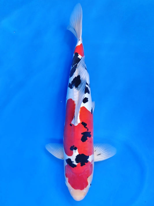 Koi fish for sale — 52 cm Hiroi Doitsu Sanke at ChampKoi