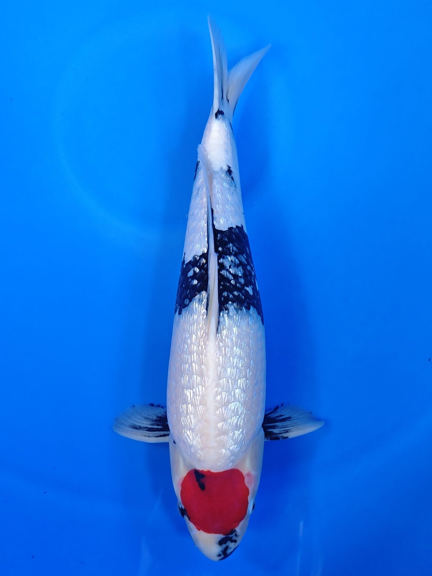 Koi fish for sale — 56 cm Hiroi Ginrin Tancho Showa at ChampKoi