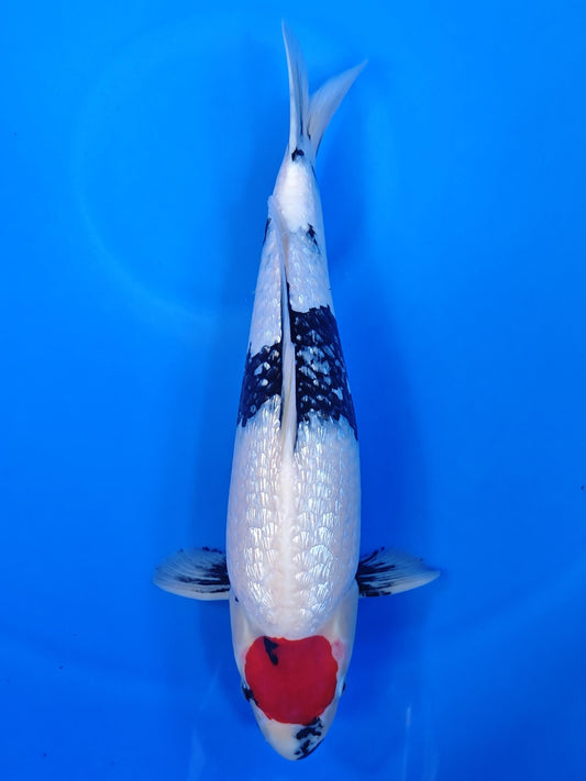 Koi fish for sale — 56 cm Hiroi Ginrin Tancho Showa at ChampKoi