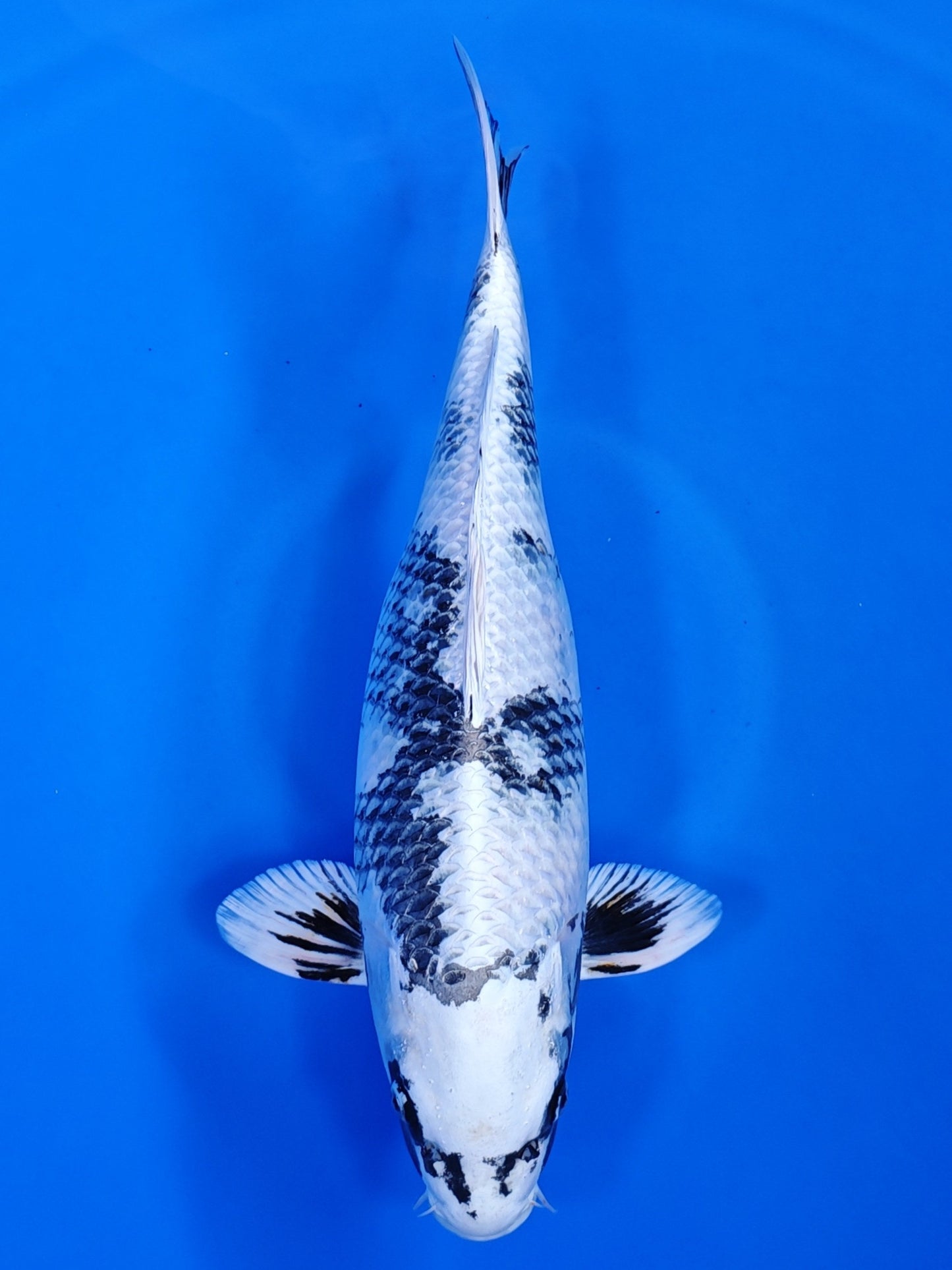 Koi fish for sale — 46 cm Kanno Kin Shiro Utsuri at ChampKoi