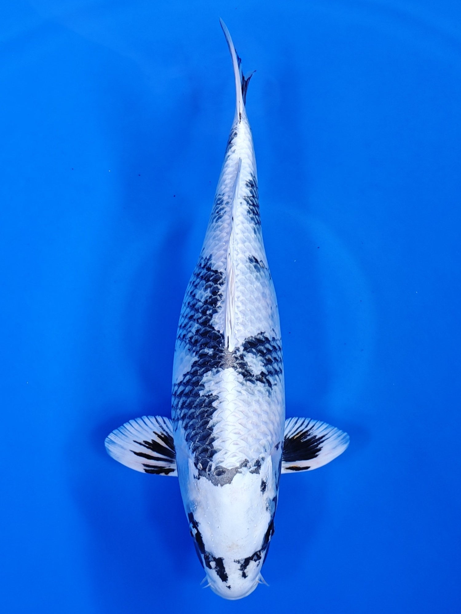 Koi fish for sale — 46 cm Kanno Kin Shiro Utsuri at ChampKoi