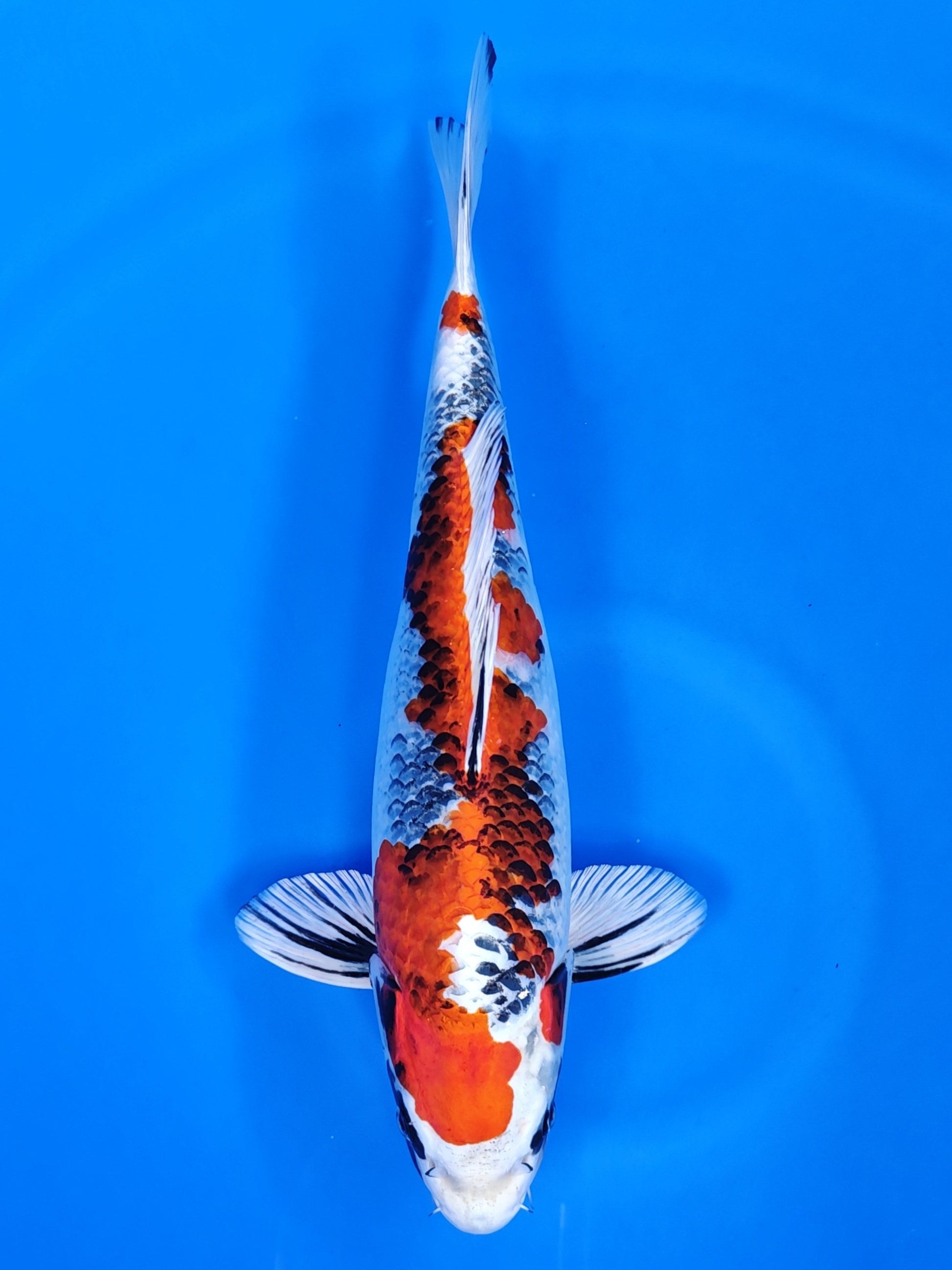 Koi fish for sale — 44 cm Kanno Kin Showa at ChampKoi