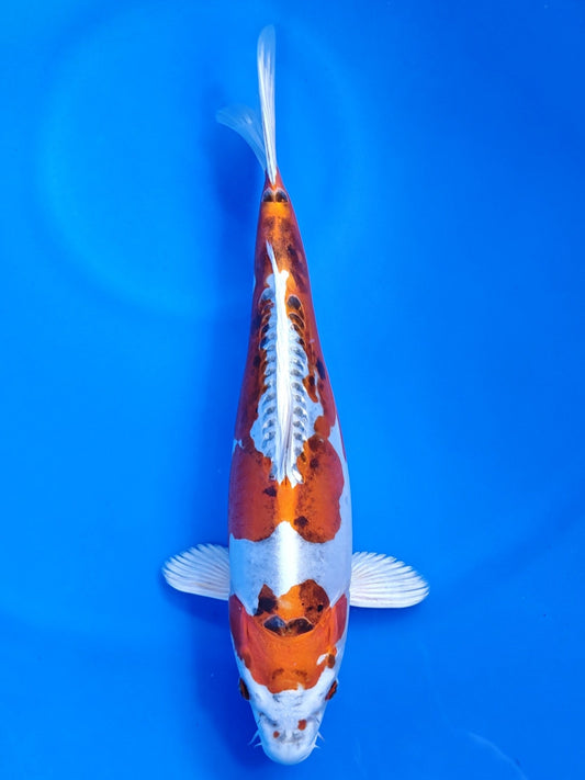 Koi fish for sale — 43 cm Kanno Beni Kikokuryu at ChampKoi
