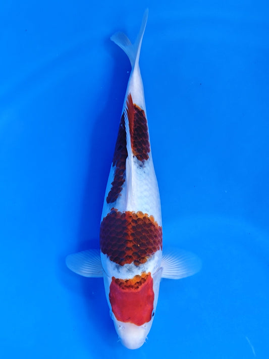Koi fish for sale — 41 cm Kanno Budo Goromo at ChampKoi