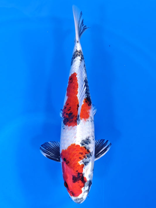 Koi fish for sale — 38 cm Kanno Kin Showa at ChampKoi
