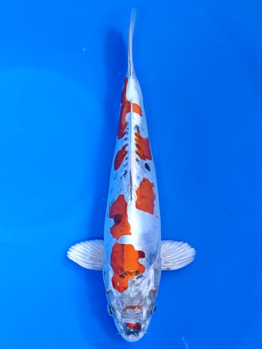 Koi fish for sale — 36 cm Kanno Beni Kikokuryu at ChampKoi
