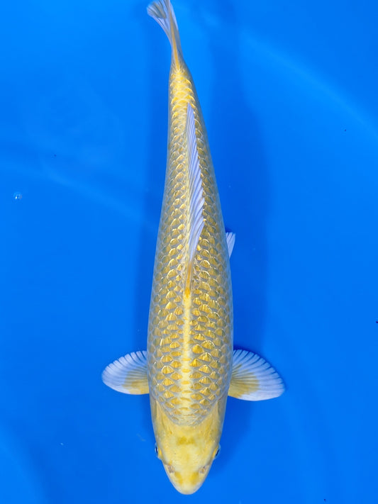 Koi fish for sale — 41 cm Sakazume Yamabuki Ogon at ChampKoi