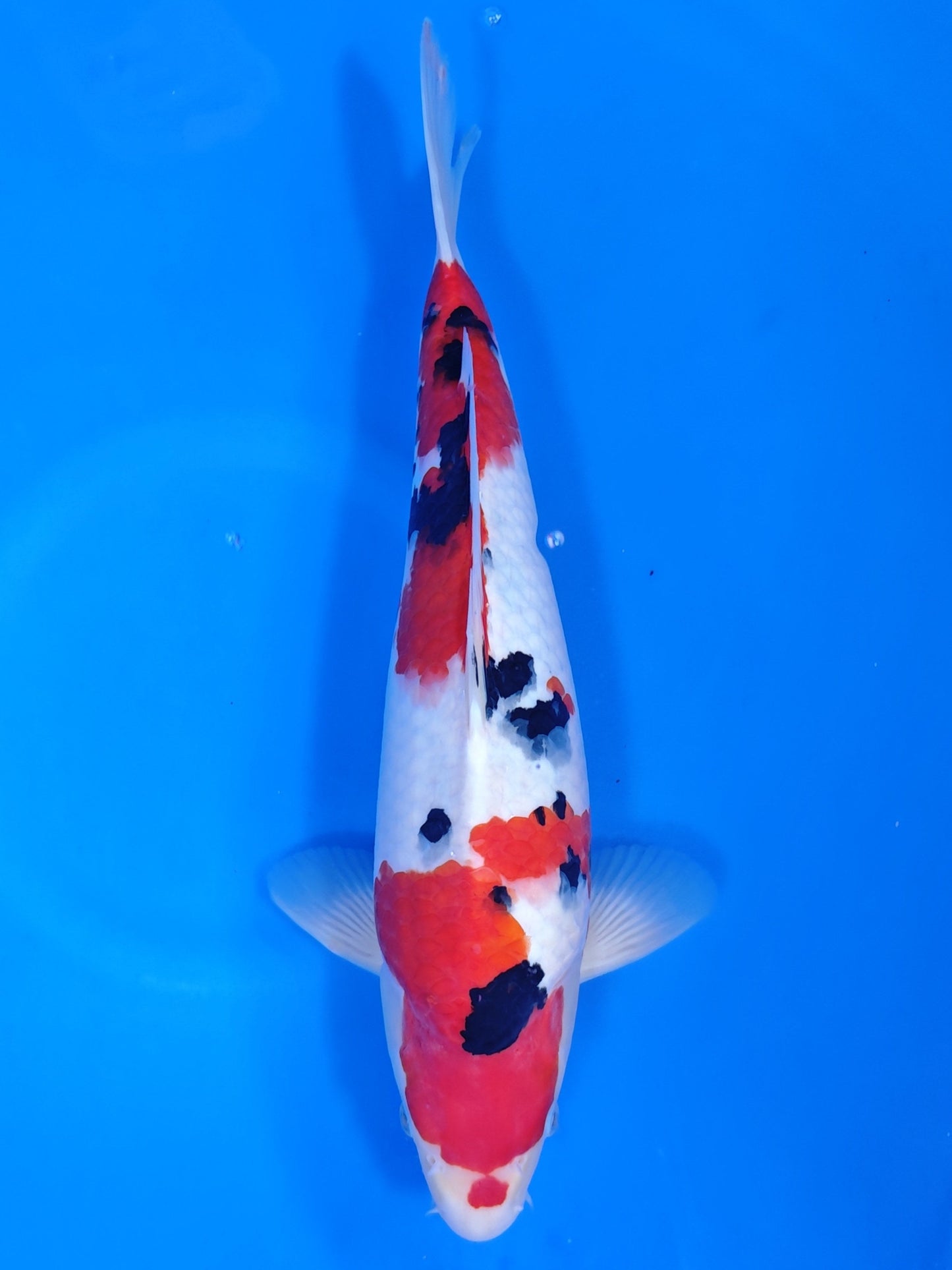 Koi fish for sale — 43 cm Sakazume Sanke at ChampKoi