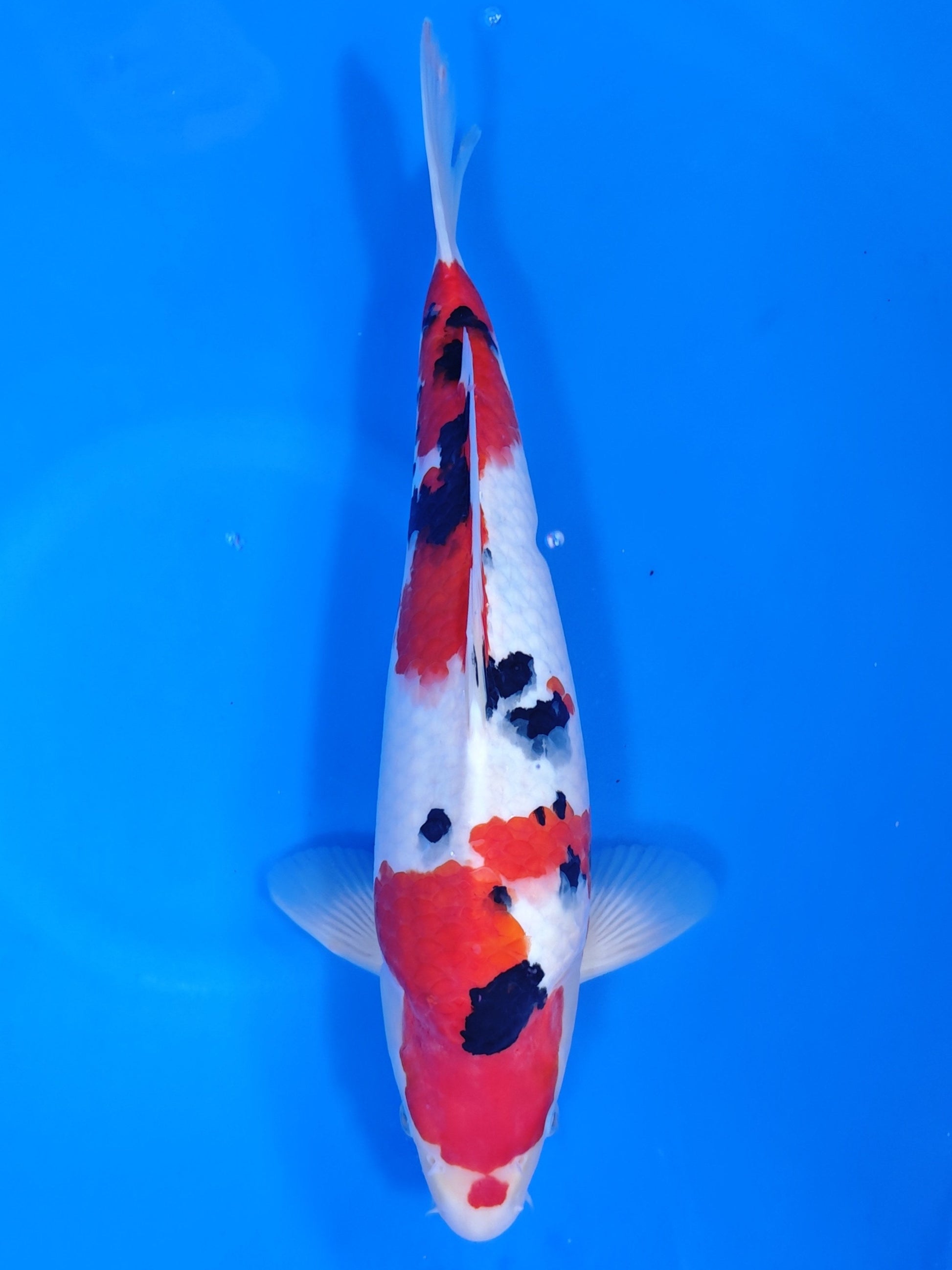 Koi fish for sale — 43 cm Sakazume Sanke at ChampKoi