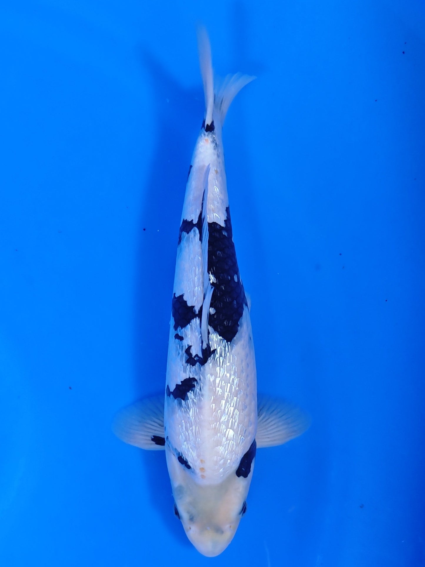 Koi fish for sale — 38 cm Sakazume Ginrin Shiro Utsuri at ChampKoi