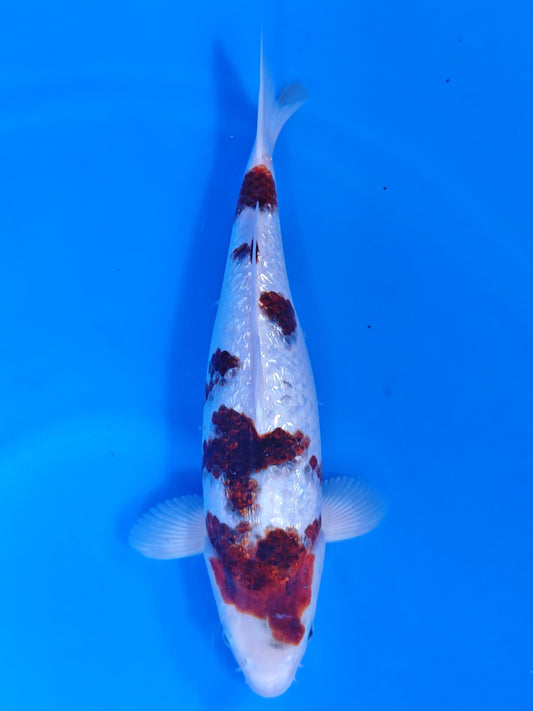 Koi fish for sale — 40 cm Sakazume Goromo at ChampKoi