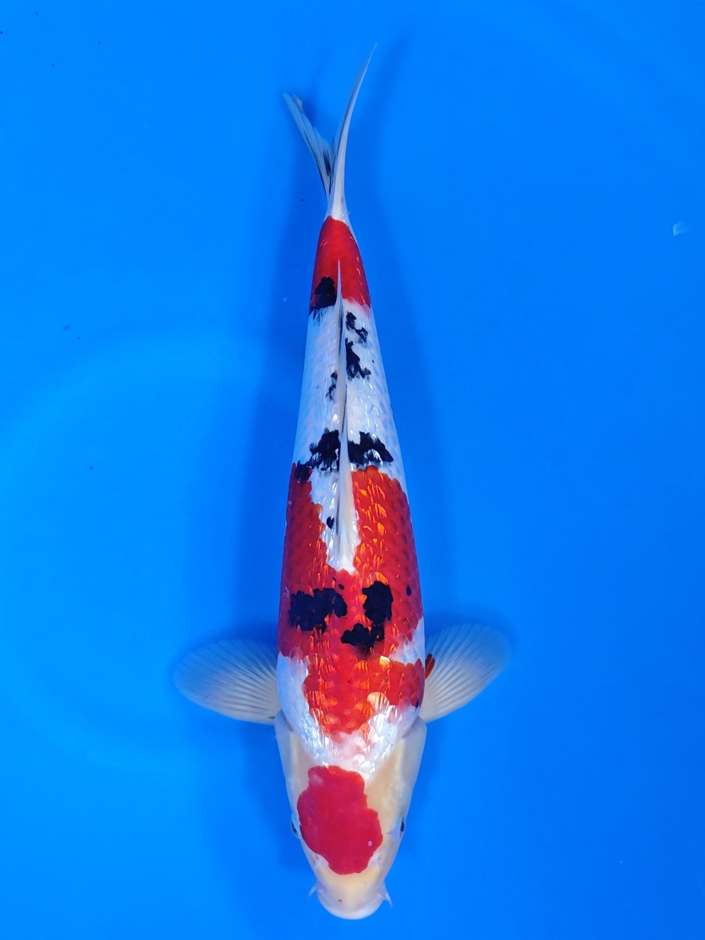 Koi fish for sale — 40 cm Sakazume Ginrin Sanke at ChampKoi