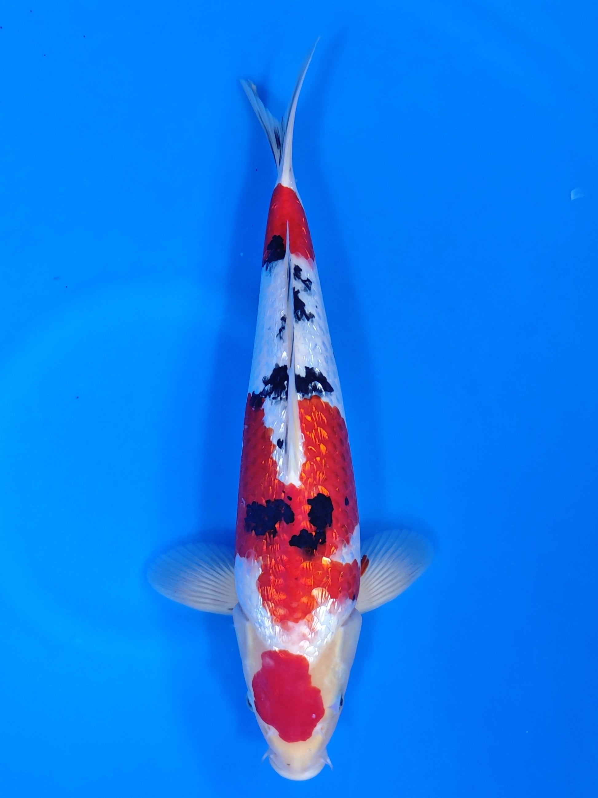 Koi fish for sale — 40 cm Sakazume Ginrin Sanke at ChampKoi