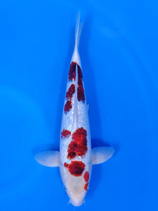 Koi fish for sale — 36 cm Sakazume Goromo at ChampKoi