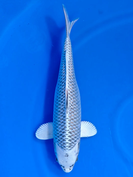 Koi fish for sale — 45 cm Sakazume Gin Matsuba at ChampKoi