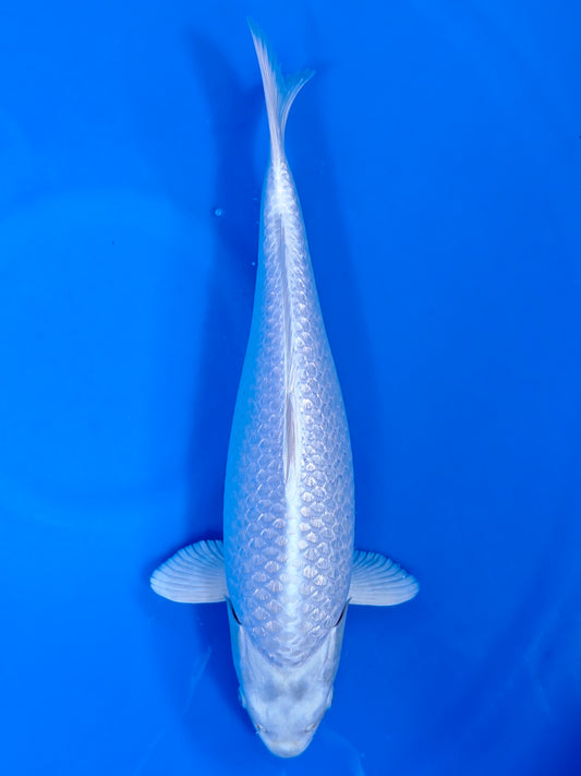 Koi fish for sale — 43 cm Sakazume GIinrin Platinum Ogon at ChampKoi
