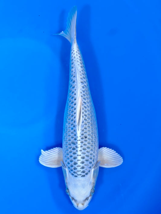 Koi fish for sale — 41 cm Sakazume Gin Matsuba at ChampKoi