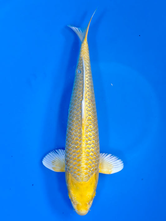 Koi fish for sale — 40 cm Sakazume Ginrin Yamabuki Ogon at ChampKoi
