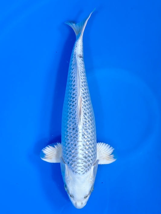 Koi fish for sale — 46 cm Sakazume Gin Matsuba at ChampKoi
