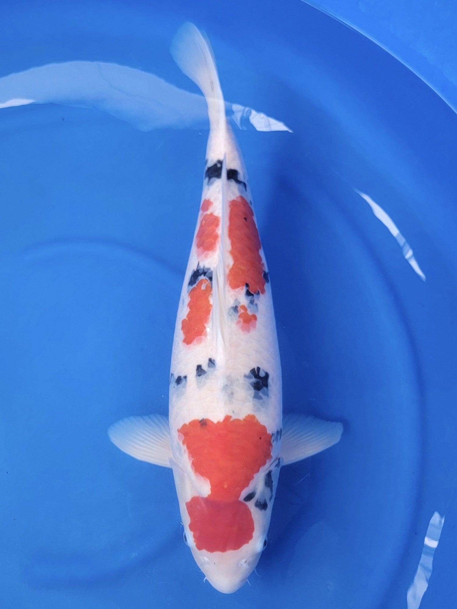 Koi fish for sale — 62 cm Suetsugu Sanke at ChampKoi