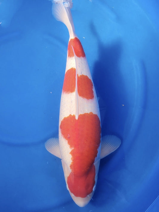 Koi fish for sale — 62 cm Suetsugu Kohaku at ChampKoi