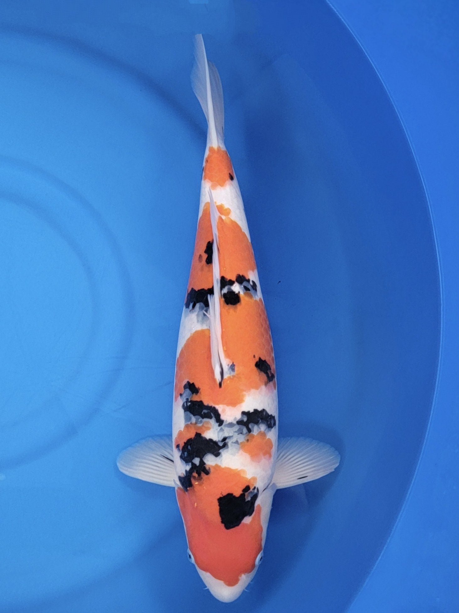 Koi fish for sale — 55 cm Sakai Company Ltd Sanke at ChampKoi