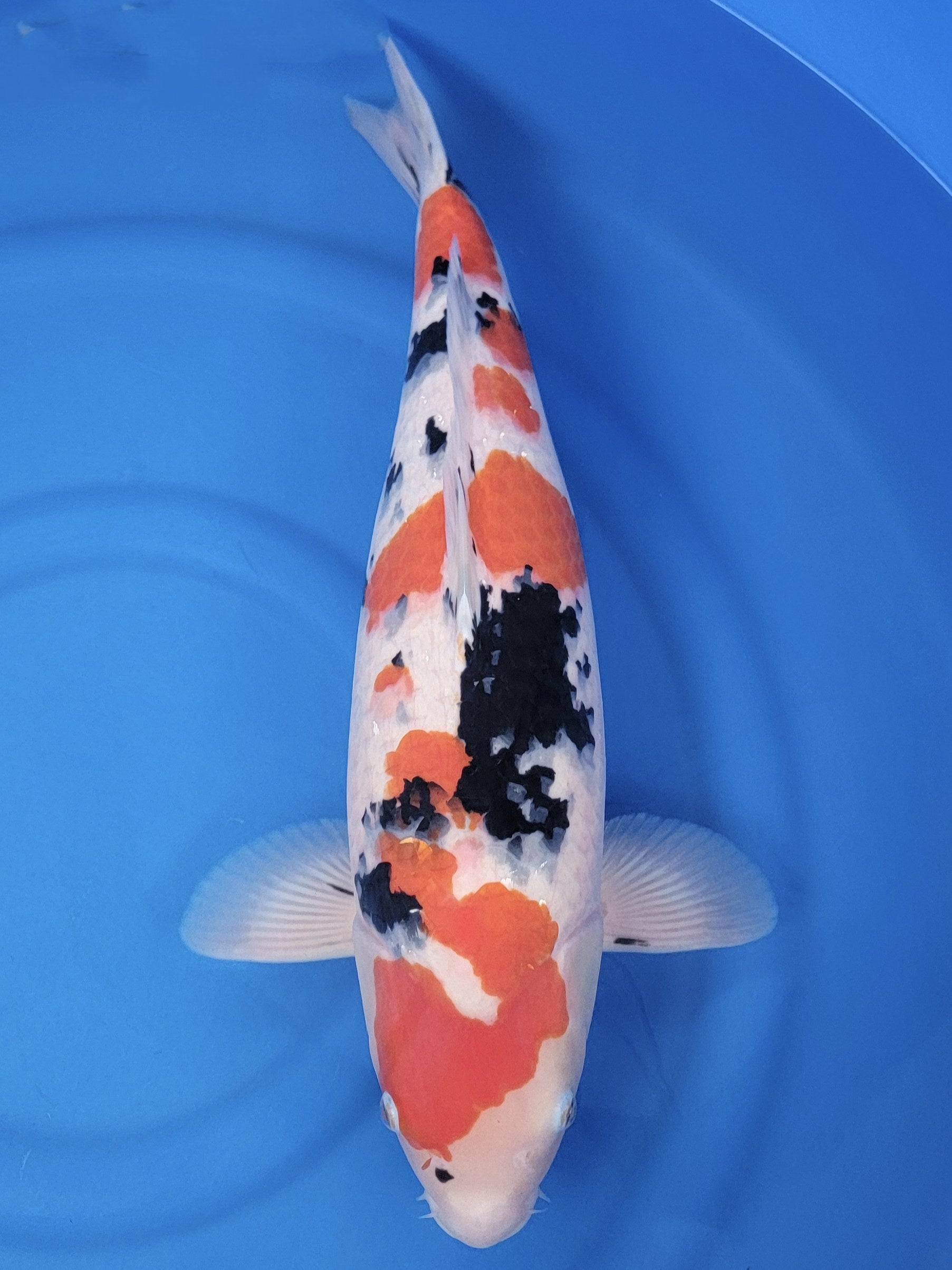 Koi fish for sale — 57 cm Sakai Company Ltd Sanke at ChampKoi