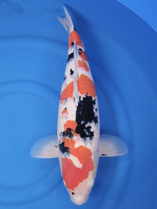 Koi fish for sale — 57 cm Sakai Company Ltd Sanke at ChampKoi