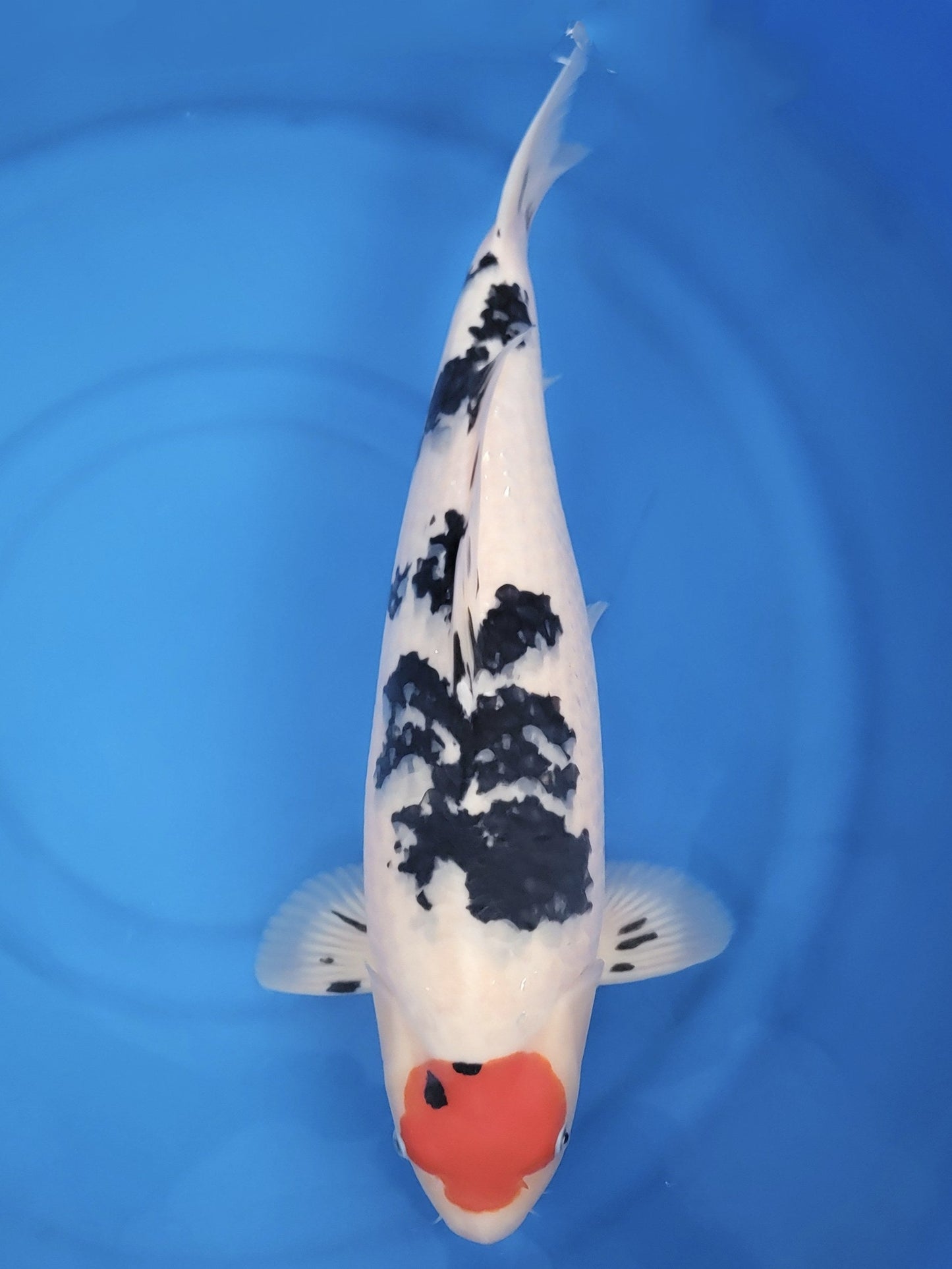 Koi fish for sale — 54 cm Sakai Company Ltd Tancho Sanke at ChampKoi