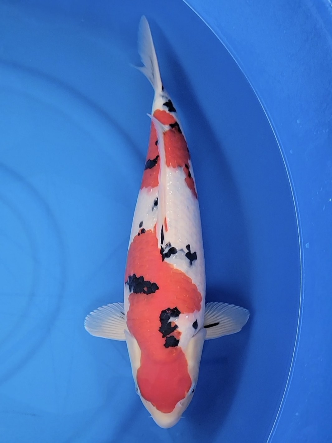 Koi fish for sale — 51 cm Sakai Company Ltd Tancho Sanke at ChampKoi