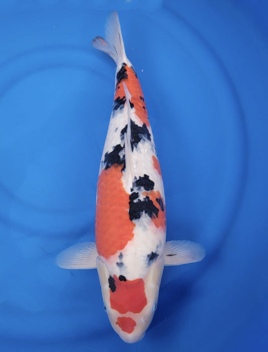 Koi fish for sale — 52 cm Sakai Company Ltd Sanke at ChampKoi