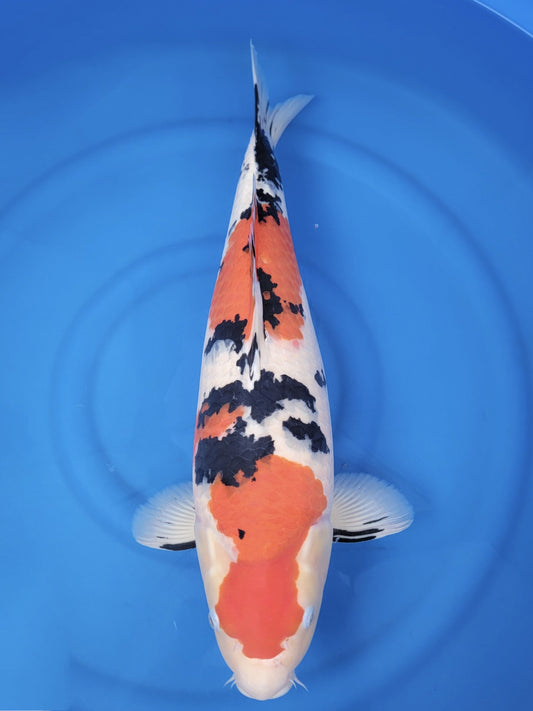 Koi fish for sale — 61 cm Sakai Company Ltd Sanke at ChampKoi
