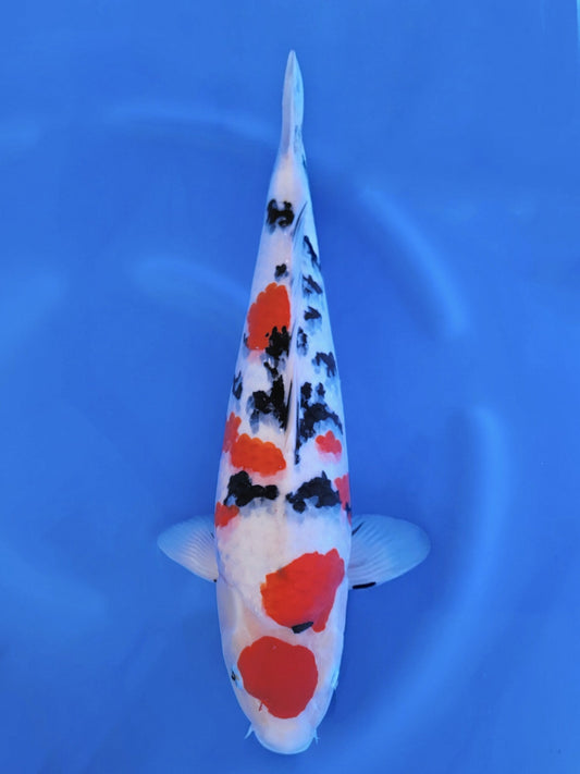 Koi fish for sale — 56 cm Tamaura Sanke at ChampKoi