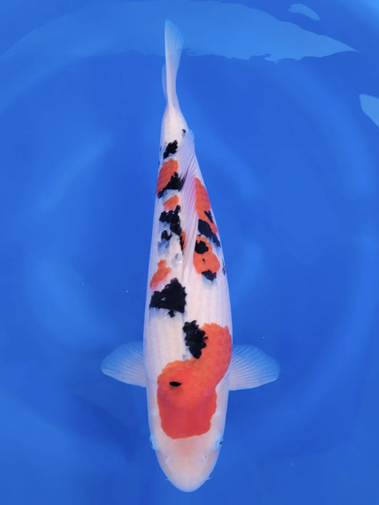 Koi fish for sale — 55 cm Tamaura Sanke at ChampKoi