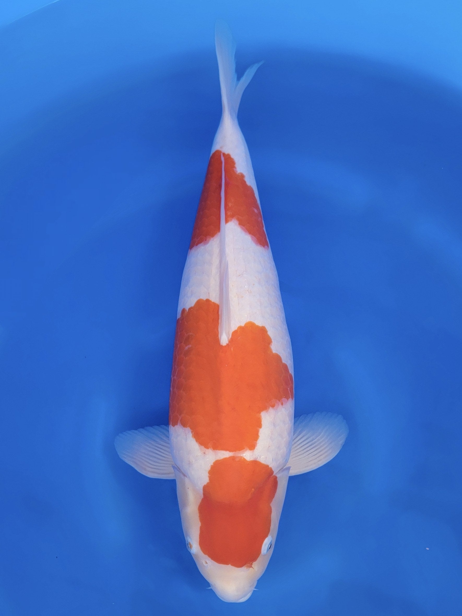 Koi fish for sale — 59 cm Tamaura Kohaku at ChampKoi