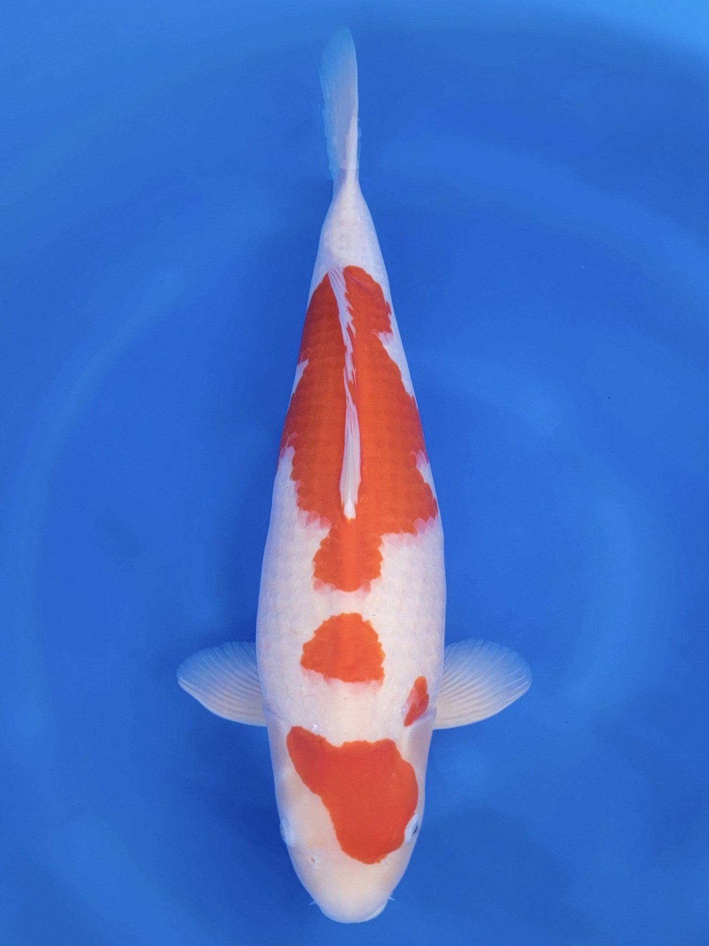 Koi fish for sale — 61 cm Tamaura Kohaku at ChampKoi