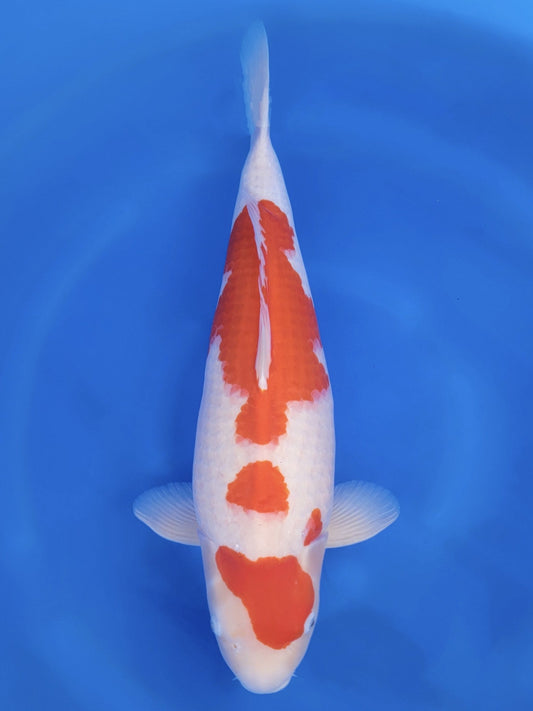 Koi fish for sale — 61 cm Tamaura Kohaku at ChampKoi
