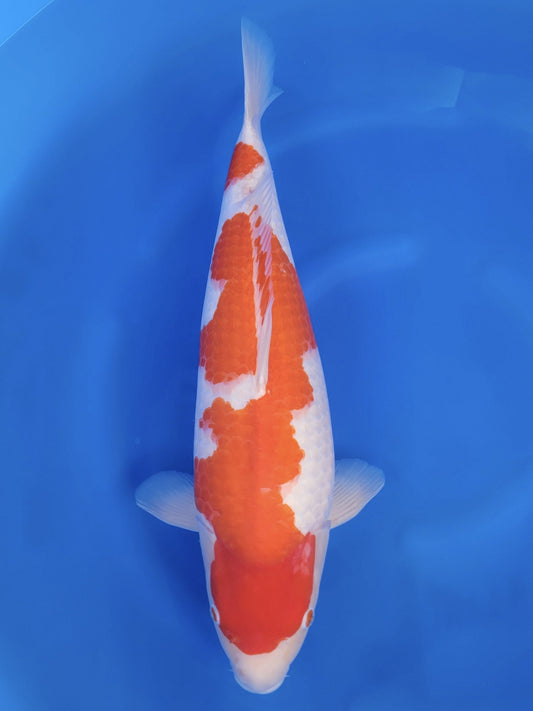 Koi fish for sale — 59 cm Tamaura Kohaku at ChampKoi